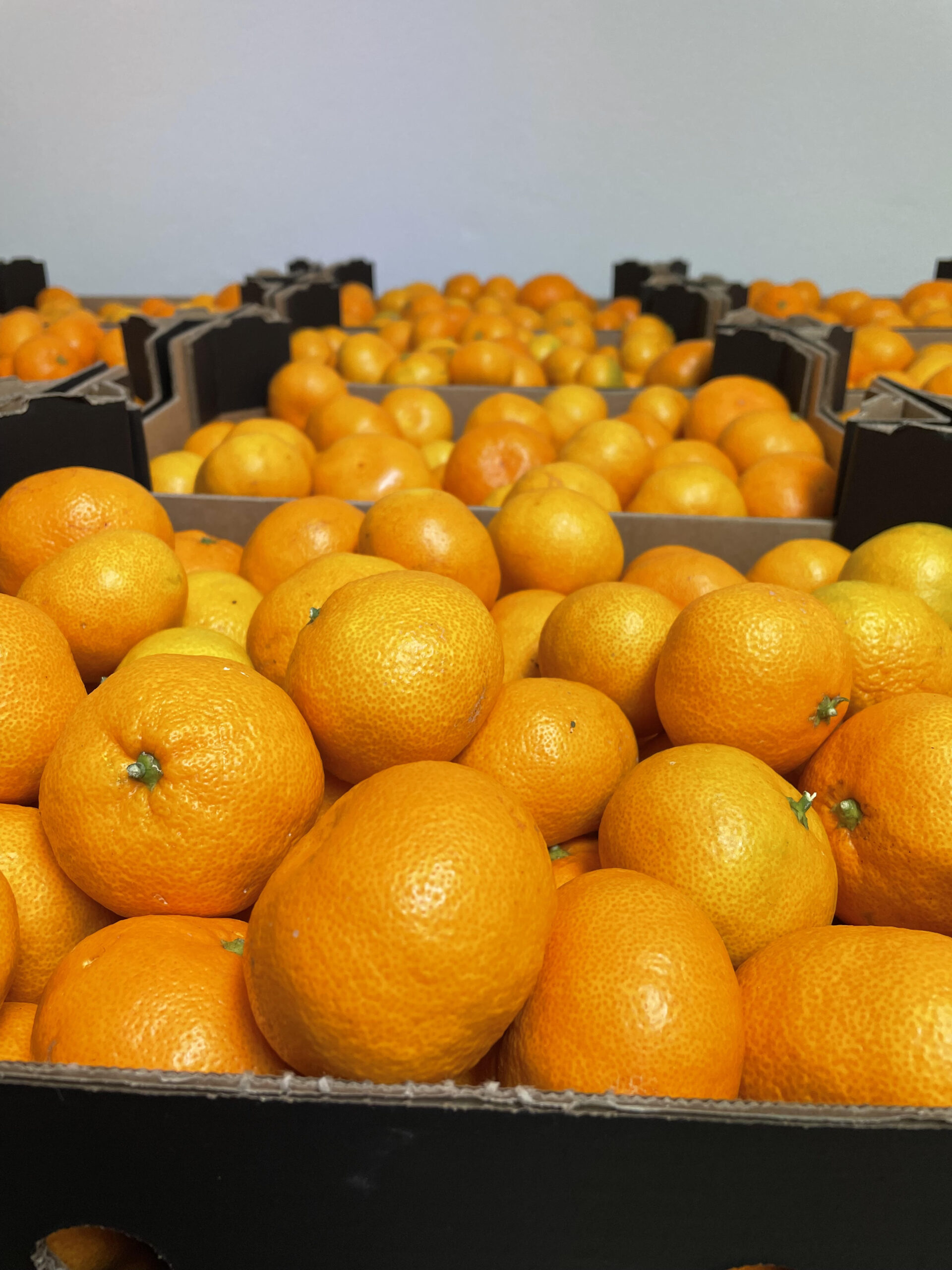 MANDARINE z Neretve (2/5/10 kg)