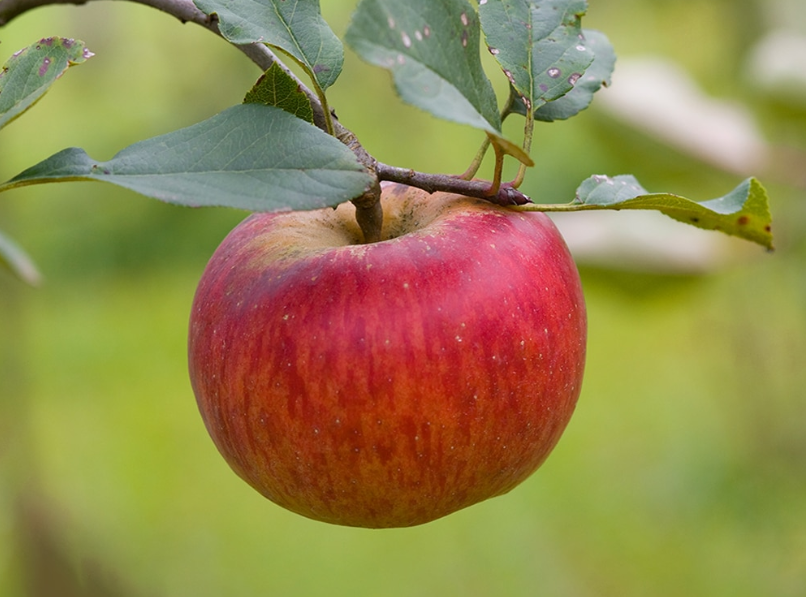 EKO jabolka topaz (4/9 kg)