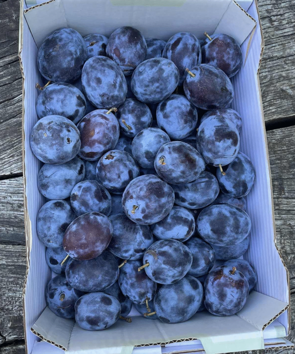 Slive (1 / 2,5 / 5 kg) - slika 3