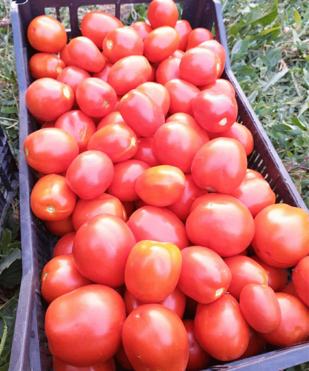 Pelati (5 kg)