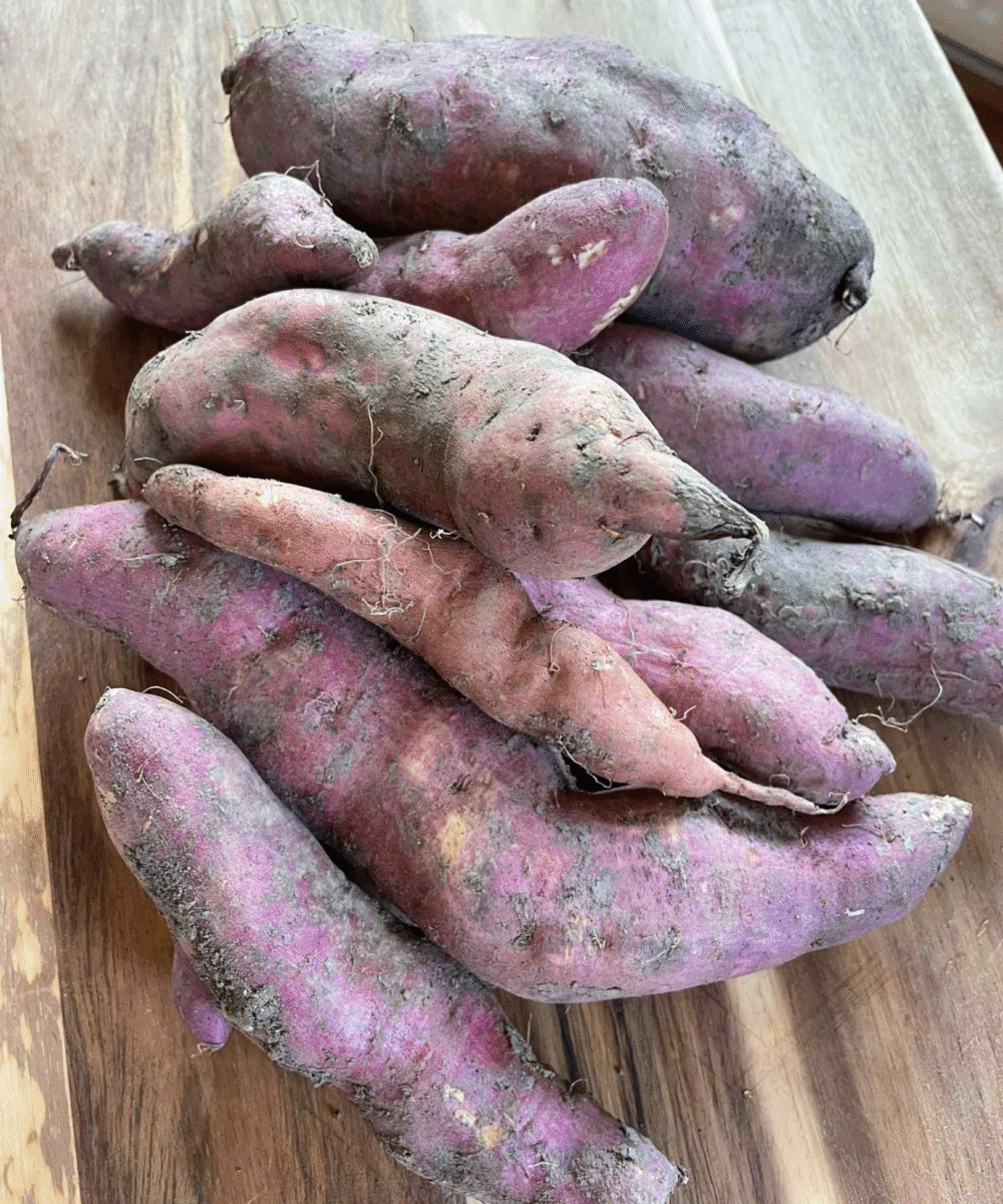 Sladki krompir, bel in tris (1/5/8 kg)