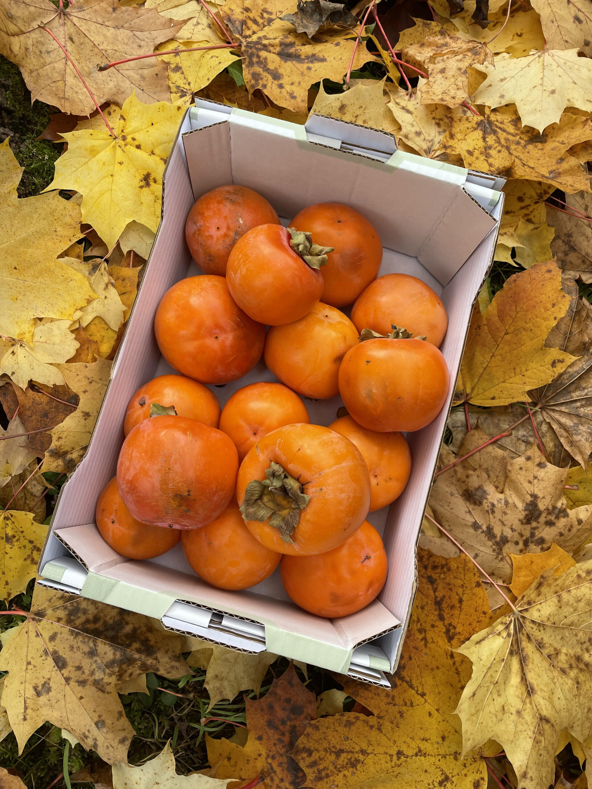EKO kaki, tipo (1/2,5/4,5-5 kg)