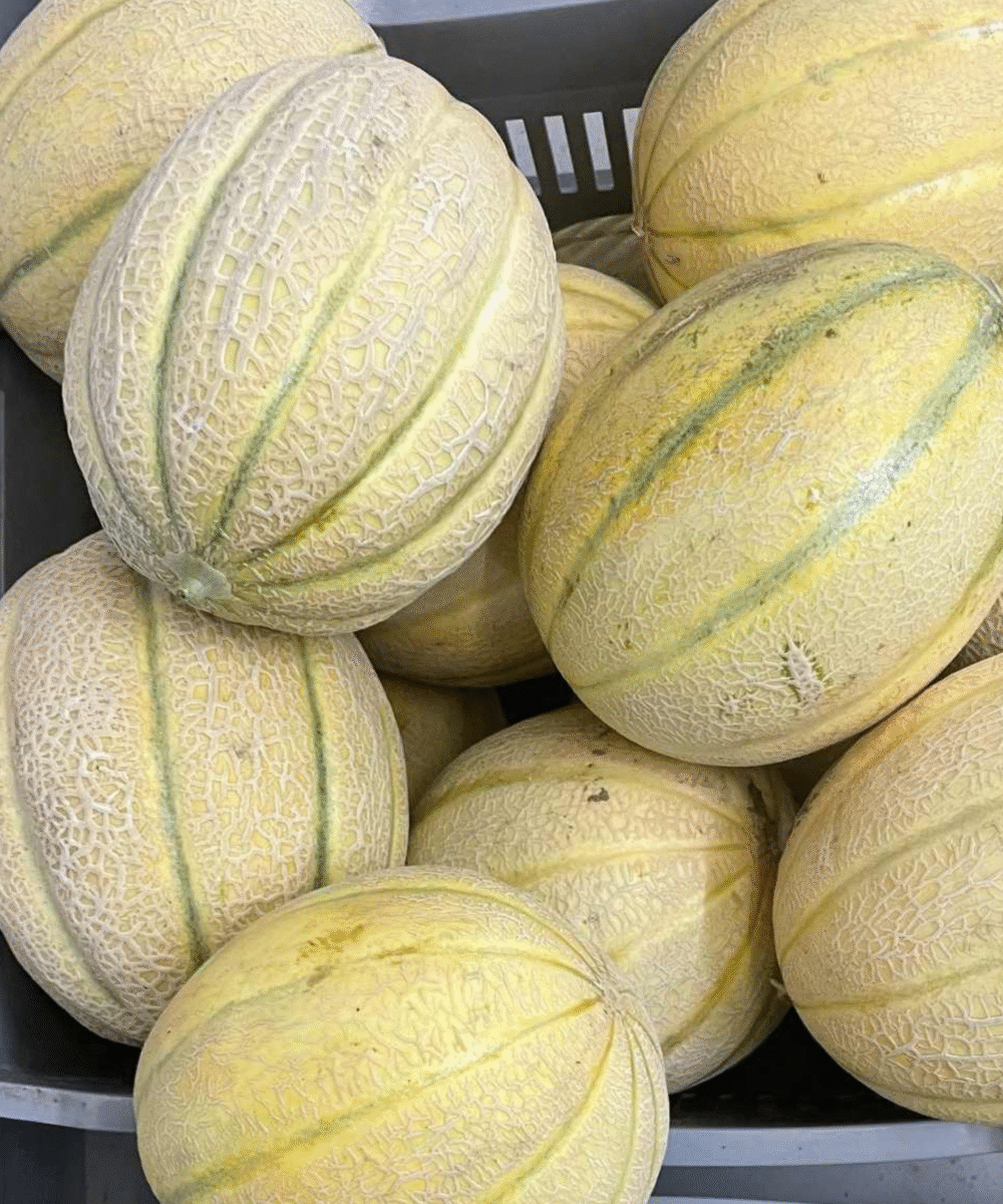 Slovenske MELONE (kos)