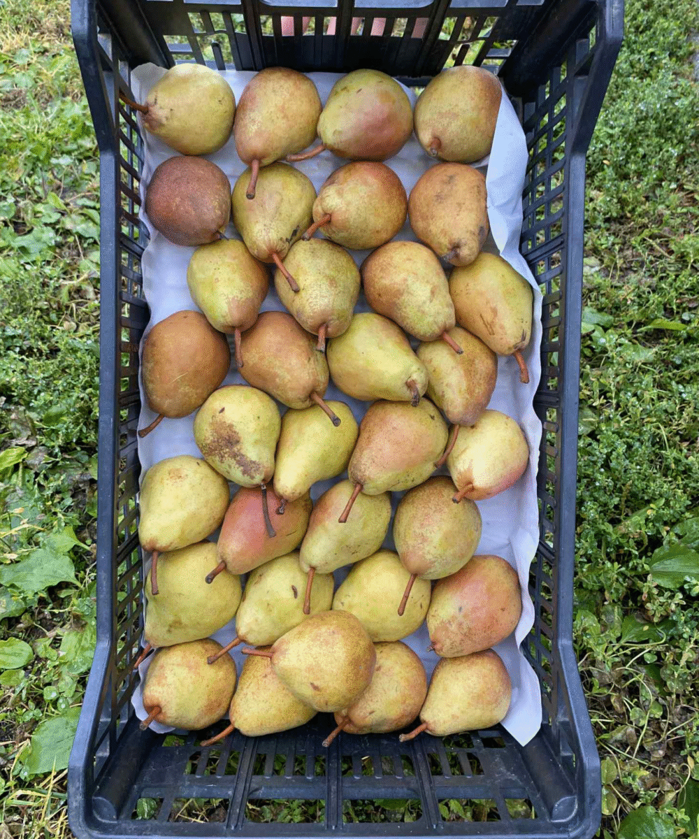 Hruške viljamovke (5 kg) - slika 2