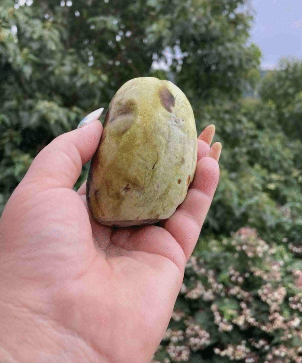 Ekološka asimina (1 kg/4 kg) - slika 2