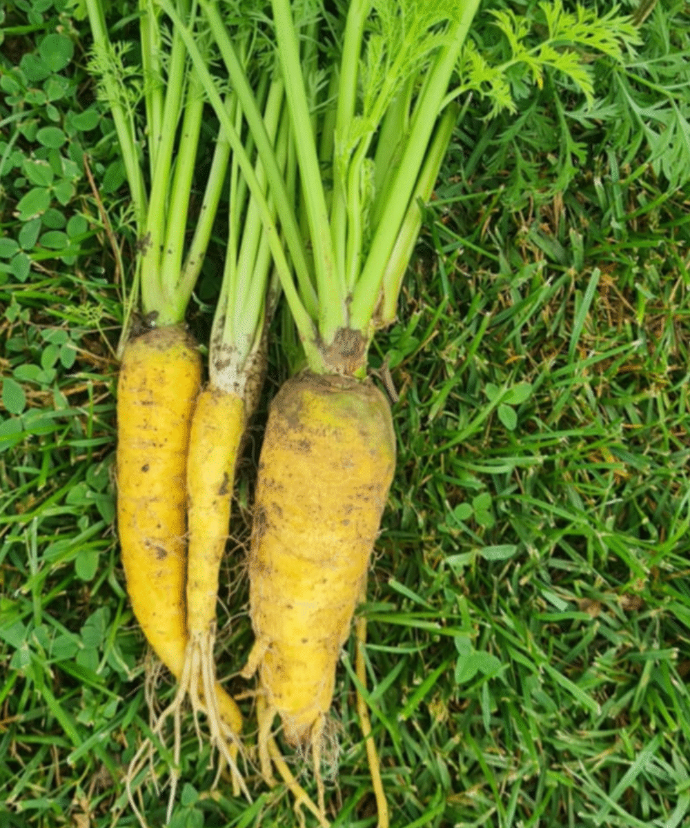 Korenje, različne barve (0,5 kg) - slika 2