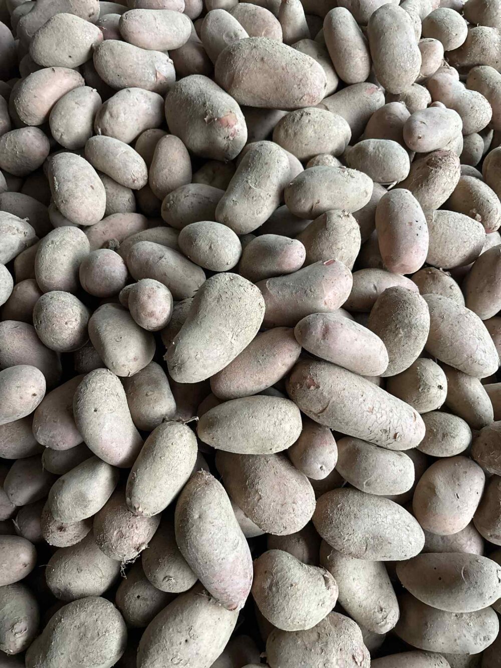 Krompir za ozimnico (5/10 kg) - slika 2