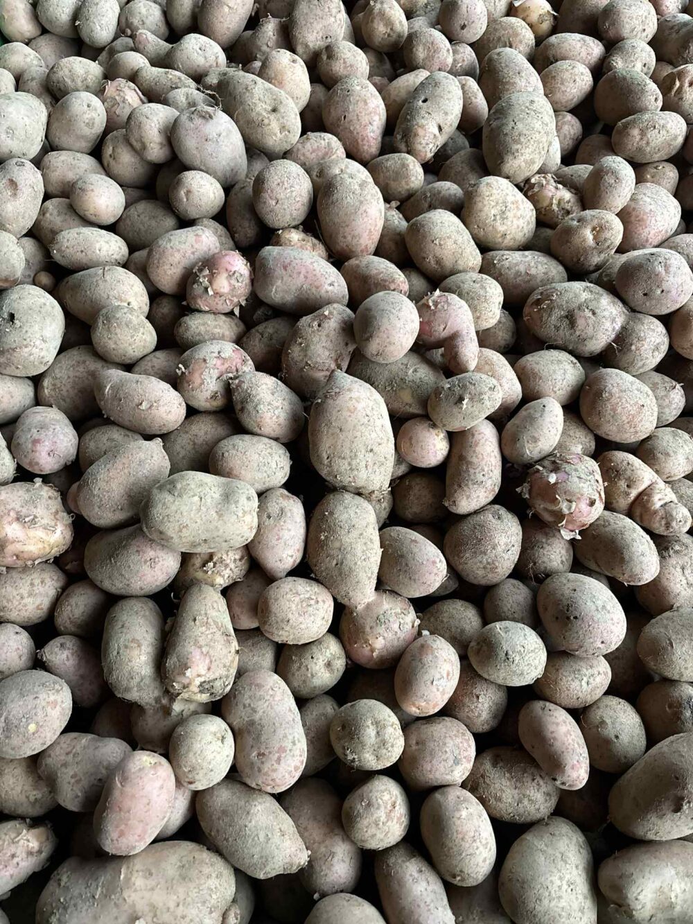 Krompir za ozimnico (5/10 kg) - slika 3
