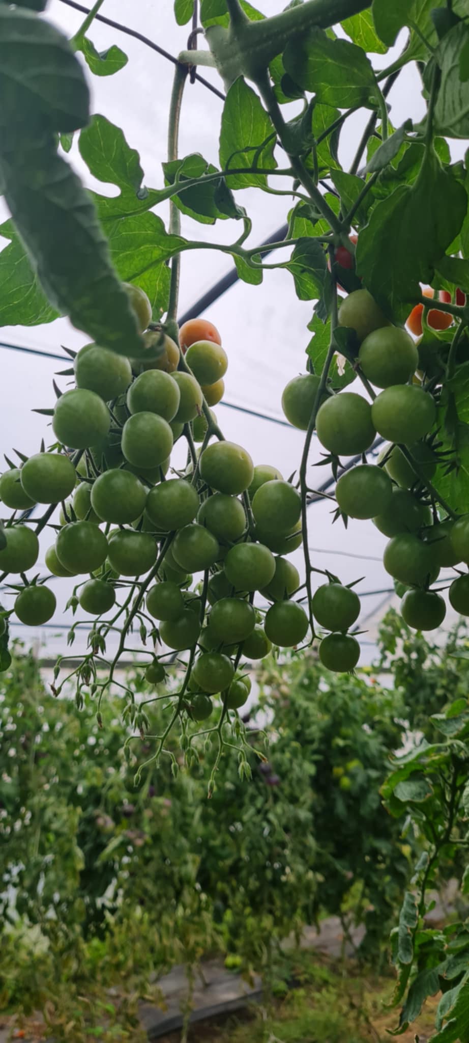 Zeleni paradižnik, mix (kg) - slika 3