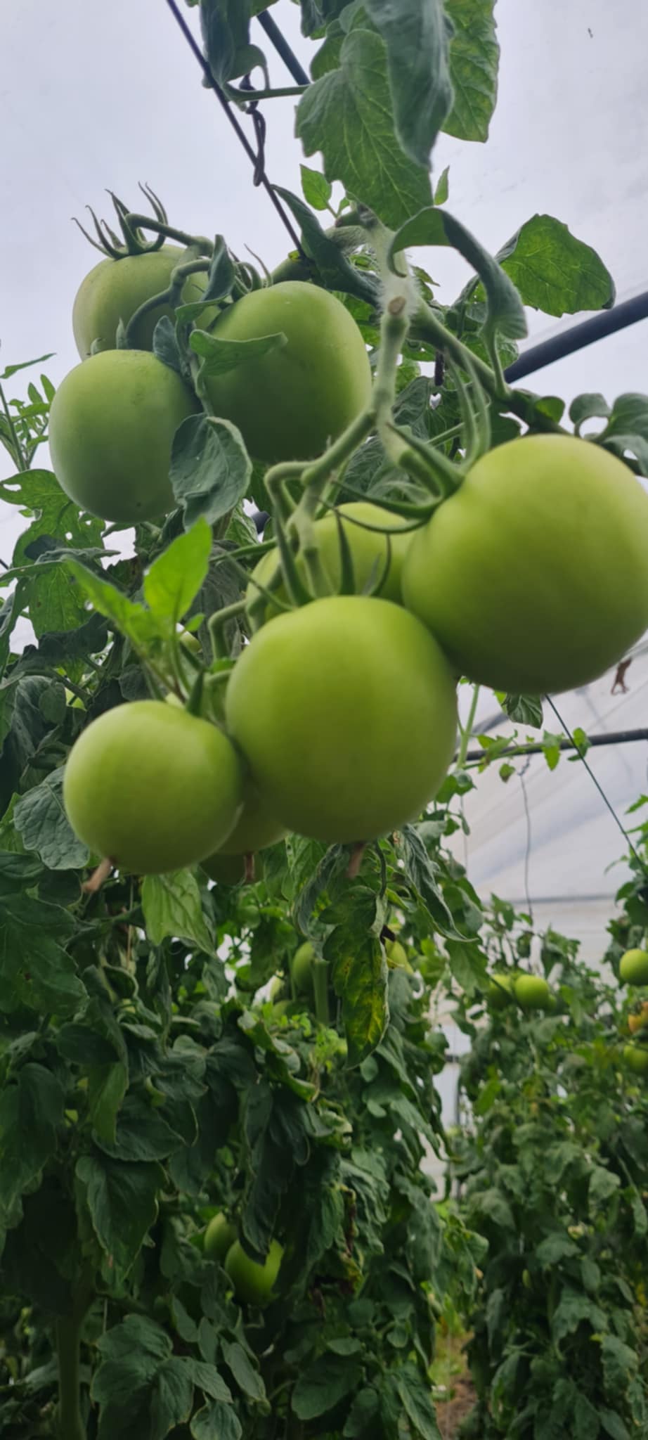 Zeleni paradižnik, mix (kg) - slika 2