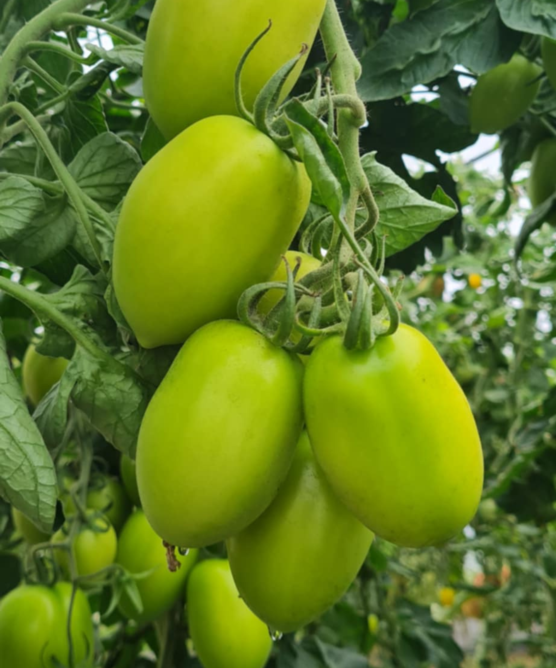 Zeleni paradižnik, mix (kg)