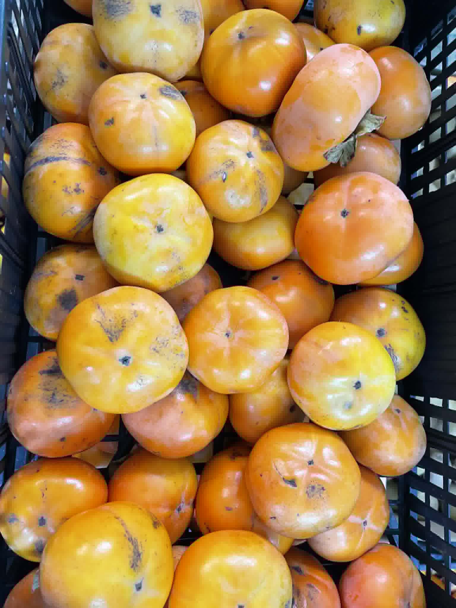 Kaki trdoužiten, jiro (5 kg)