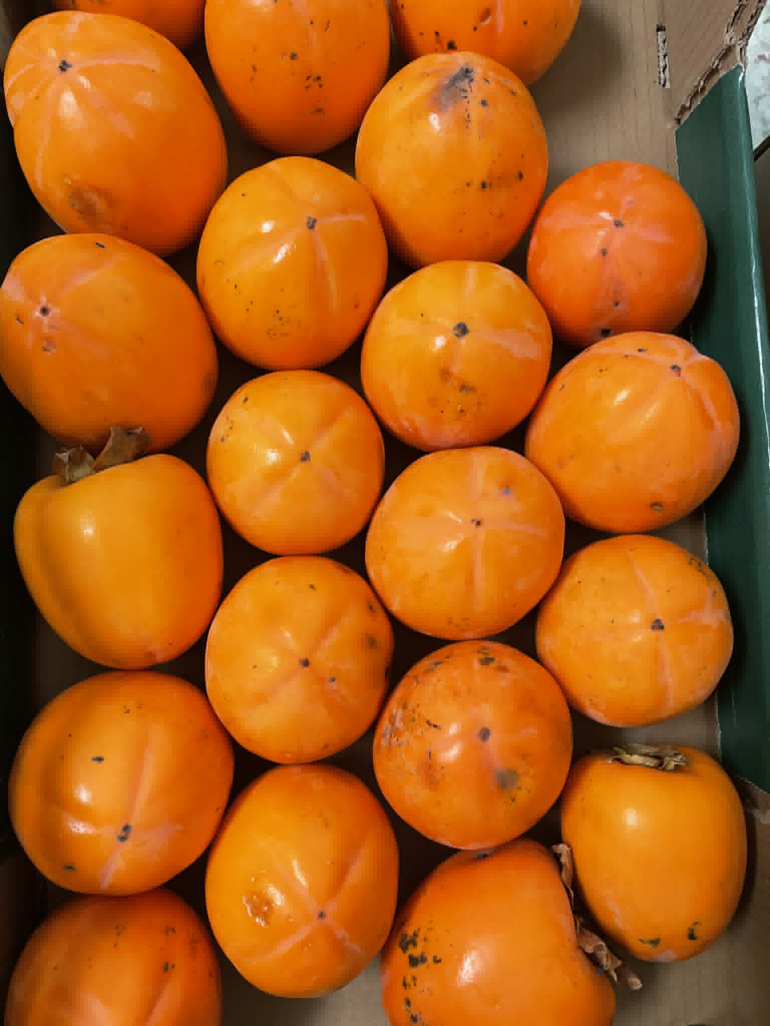 Kaki rojo briljante (5 kg)